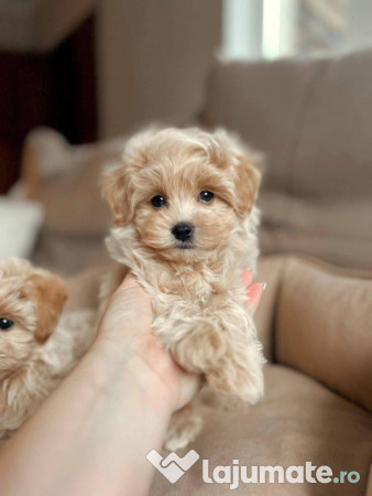 Maltipoo Toy Din Parinti cu Pedigree Fci tip A 