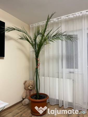 Palmier Curmal la ghiveci 