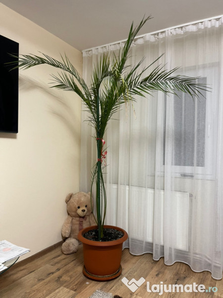 Palmier Curmal la ghiveci 