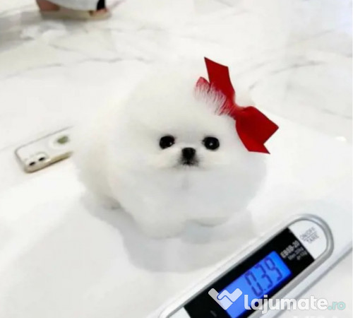 Pomeranian mini talie mică