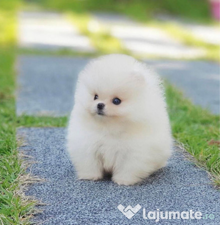 Pomeranian mini talie mică