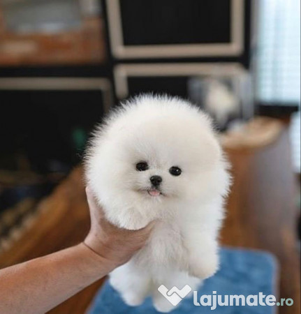 Pomeranian mini talie mică