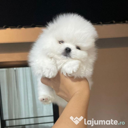 Pomeranian mini talie mică