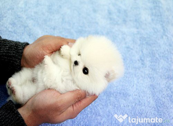 Pomeranian mini talie mică