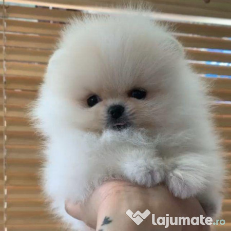 Pomeranian mini talie mică