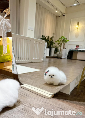 Pomeranian mini talie mică