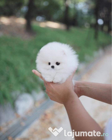Pomeranian mini talie mică