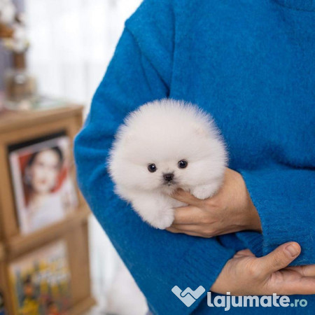 Pomeranian mini talie mică