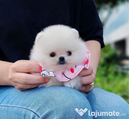 Pomeranian mini talie mică