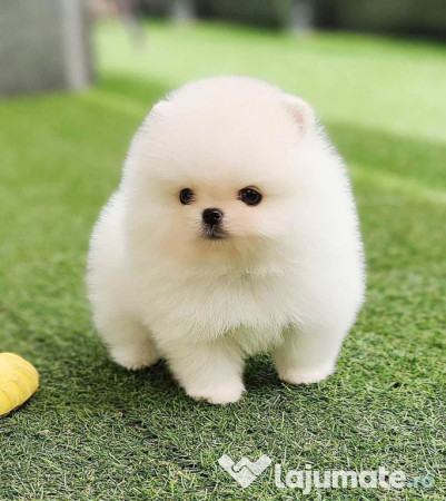 Pomeranian mini talie mică