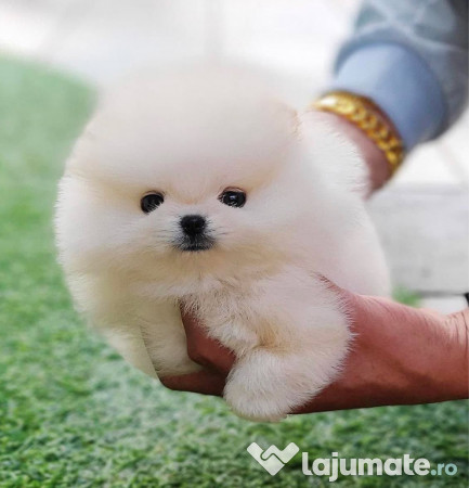 Pomeranian mini talie mică