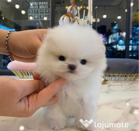 Pomeranian mini talie mică
