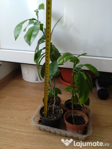 Lamai 10-20-30-50 cm inaltime 