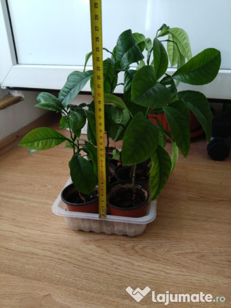 Lamai 10-20-30-50 cm inaltime 