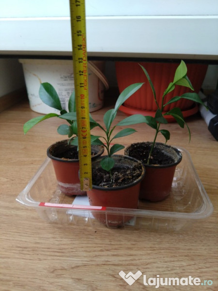 Lamai 10-20-30-50 cm inaltime 