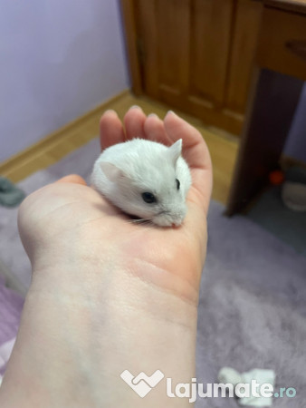 Donez hamster pitic femelă