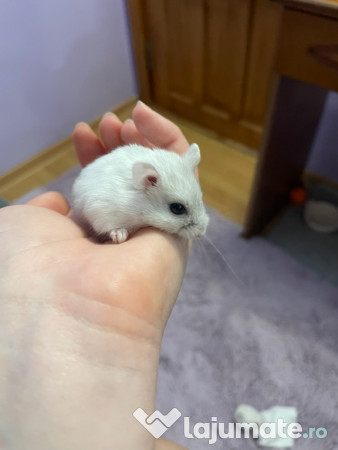 Donez hamster pitic femelă
