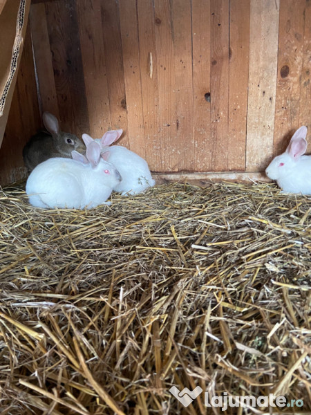Iepuri 2 luni masculi și femele