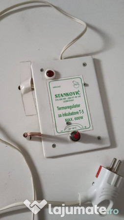 Clocitoare ouă Stankovic 