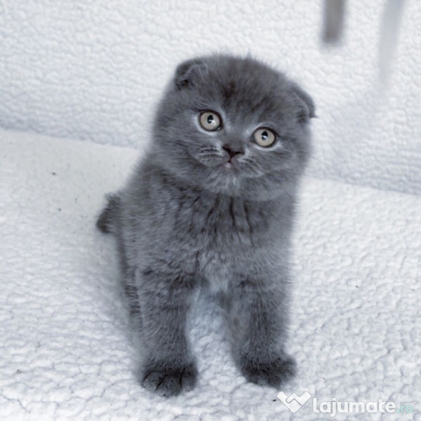 Scottish fold pui 