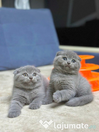 Scottish Fold puiuti 