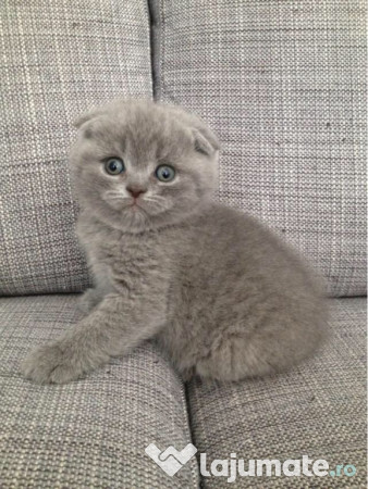 Scottish Fold puiuti 