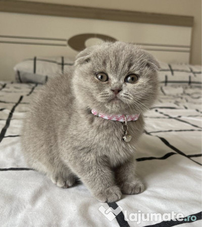 Scottish Fold puiuti 