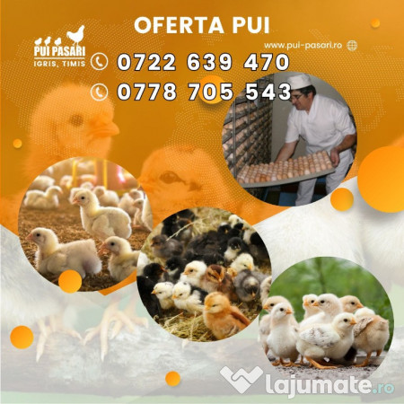 Pui de Vânzare și Servicii de Incubație Martie 2026 