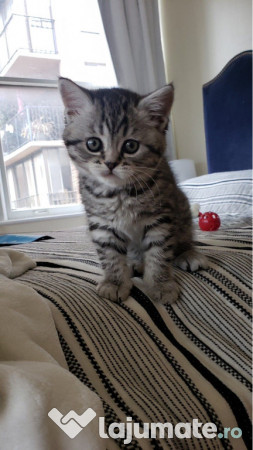 British Shorthair silver Tabby 