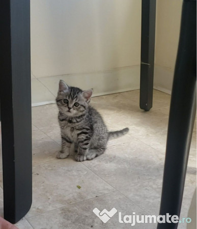 British Shorthair silver Tabby 