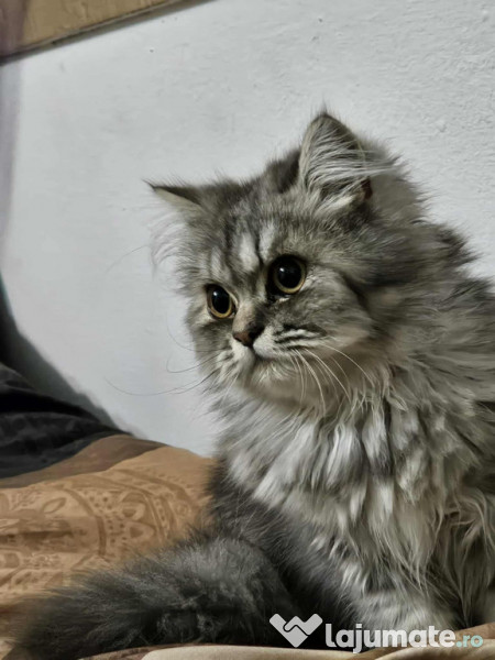 Motan Persan Silver Shaded