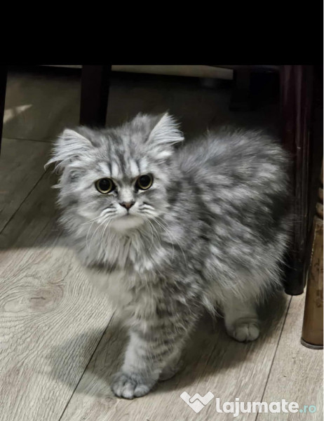 Motan Persan Silver Shaded