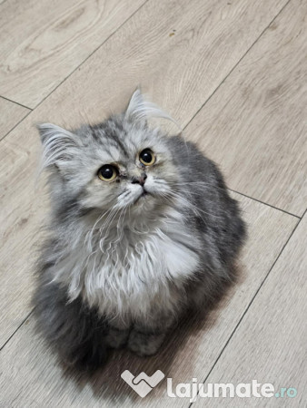 Motan Persan Silver Shaded