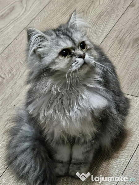 Motan Persan Silver Shaded