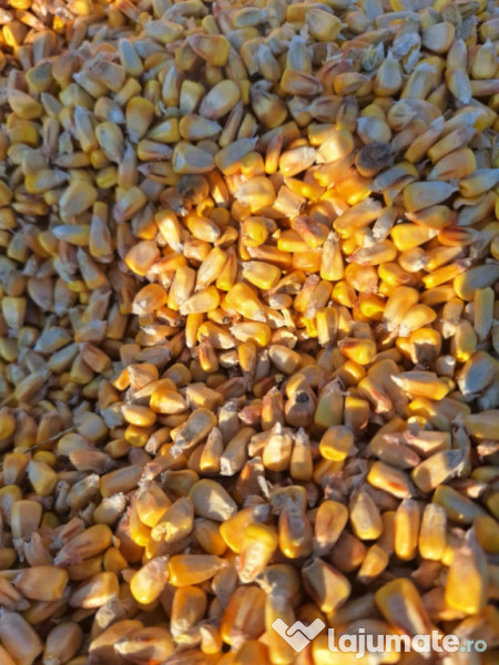 Graunte hibrid pentru animale 