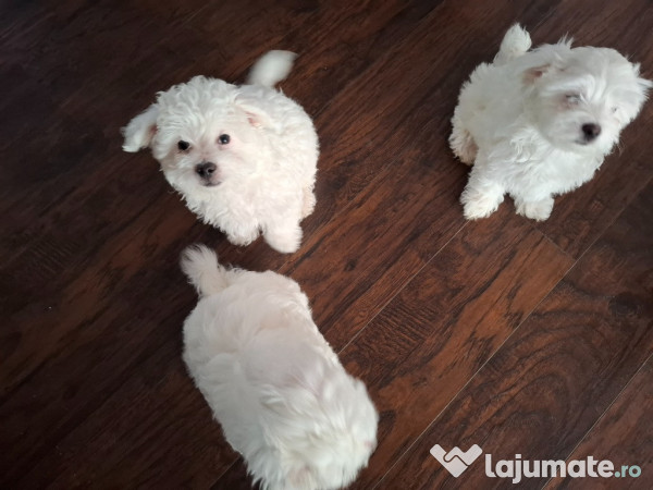 Pui de Bichon – generatori oficiali de fericire! 