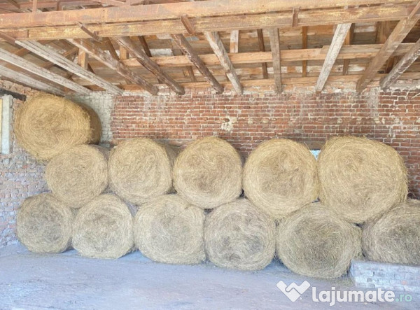 Baloti de lucerna 2025 