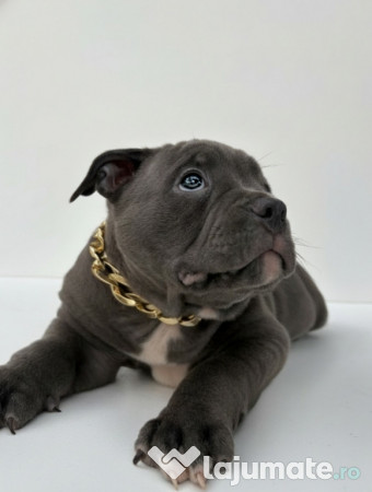 American bully pocket