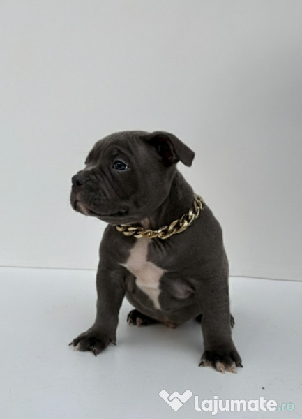 American bully pocket