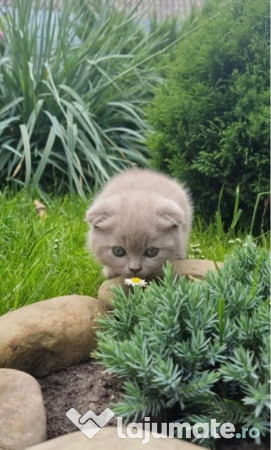 Scottish fold băiețel 