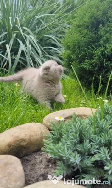 Scottish fold băiețel 