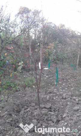 Teren extravilan Fanari jud. Prahova 9000mp 