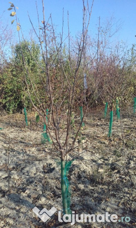 Teren extravilan Fanari jud. Prahova 9000mp 