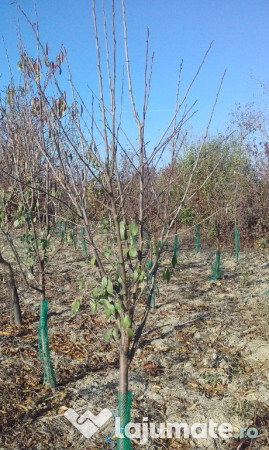 Teren extravilan Fanari jud. Prahova 9000mp 