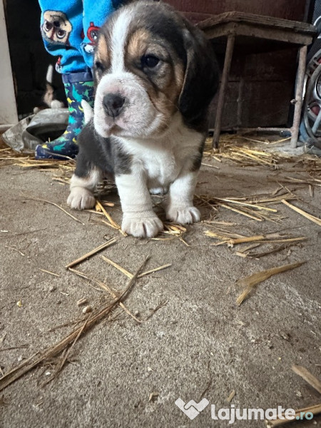 Beagle 7 saptamani