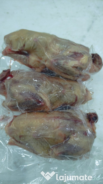 Porumbei pentru carne 