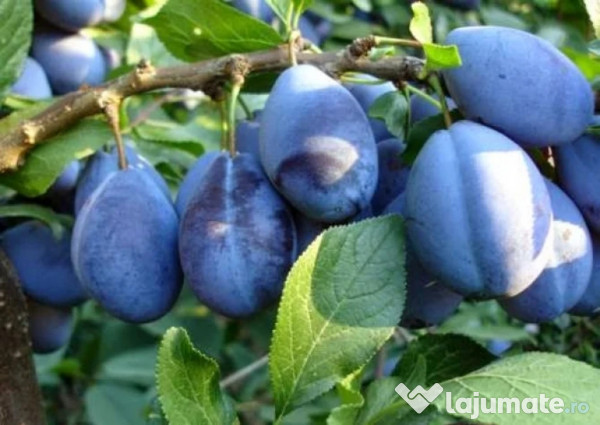 Tuica Palinca din prune 100% natural bio din livezile proprii 