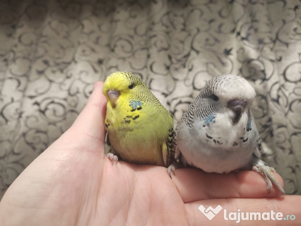 Papagali peruși standard pui și tineret 