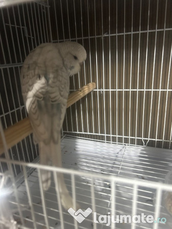 Papagali peruși standard pui și tineret 