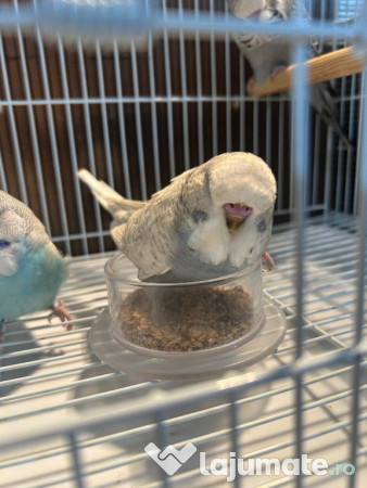 Papagali peruși standard pui și tineret 